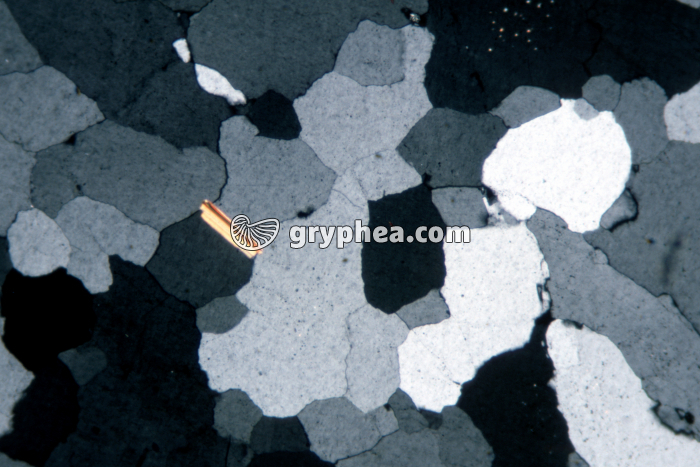 Quartz LPA x10 - gryphea.com